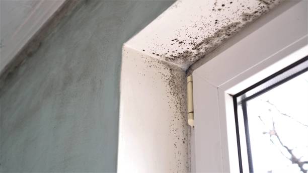 Best Mold Testing and Inspection Services in Mechanicstown, NY