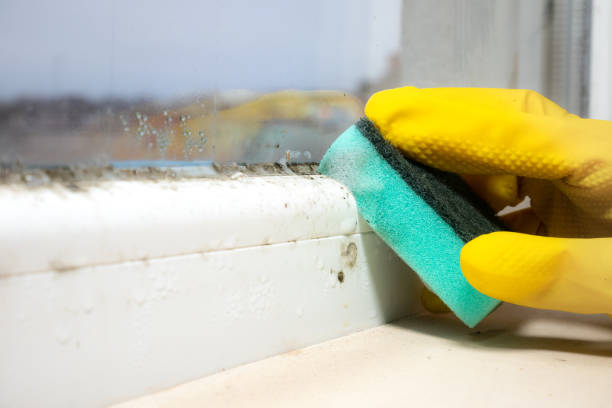 Best Black Mold Remediation in Mechanicstown, NY